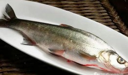 网红吃八瓜鱼,惊险刺激的味蕾冒险之旅