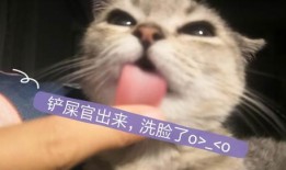 娱乐吃瓜酱猫妈,揭秘娱乐圈背后的温馨故事